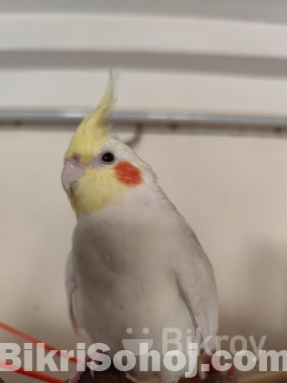 Lutino Cockatiel